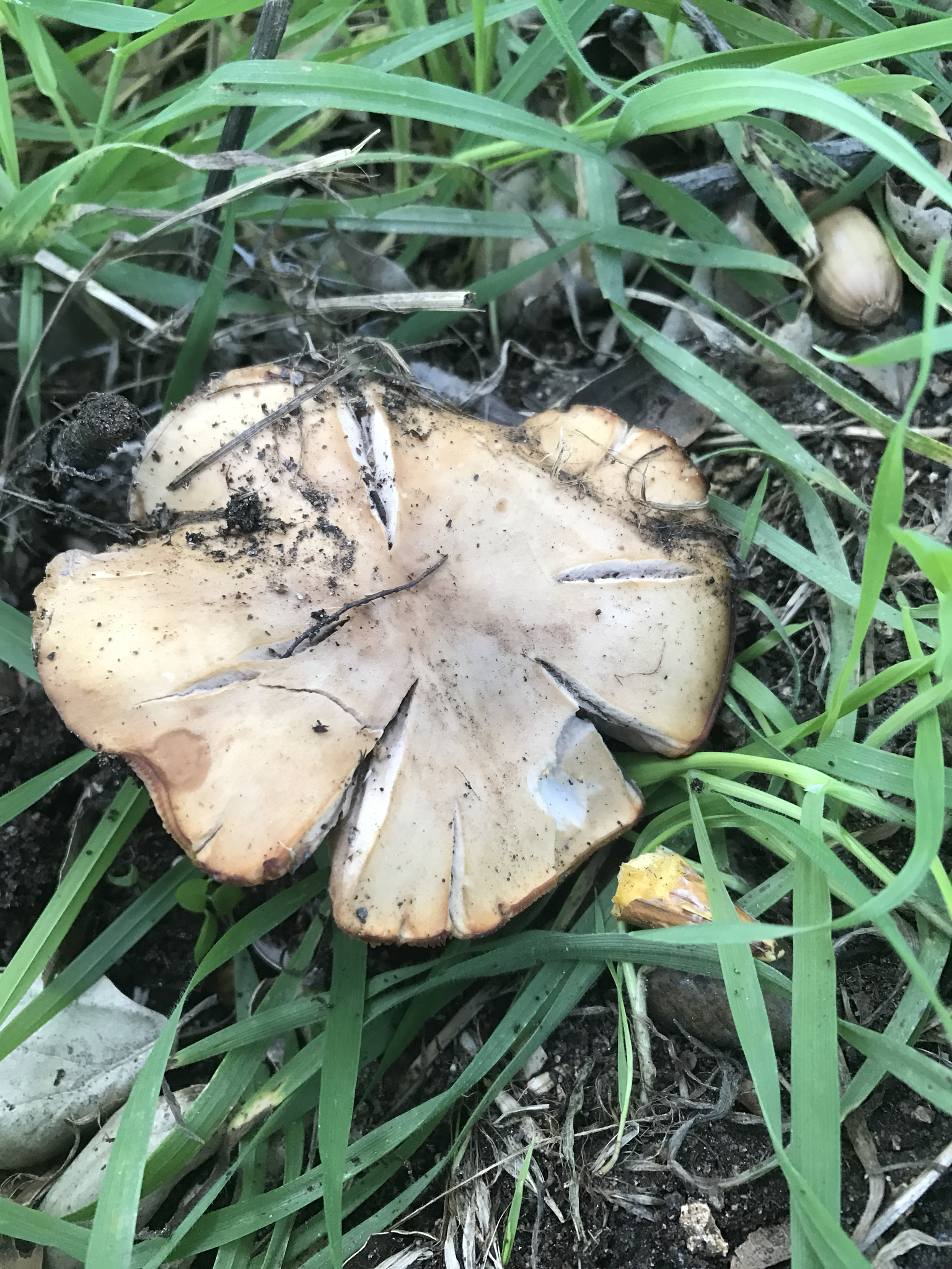 Clitocybe brunneocephala image