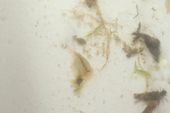 Lepidurus apus