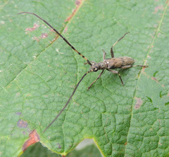 Didymocantha obliqua