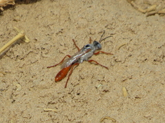 Parapsammophila turanica
