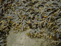 Fucus macroguiryi