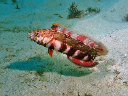 Snakeskin wrasse (Eupetrichthys angustipes) — Labridae — 2