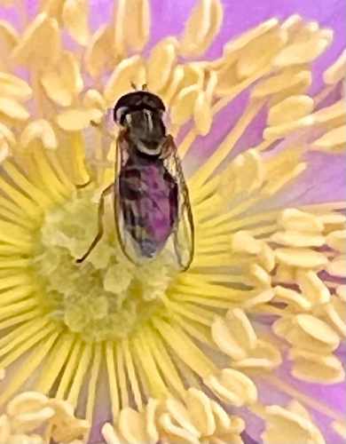 Unknown species found near Goleta, CA, US