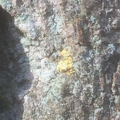 Chaenotheca ferruginea