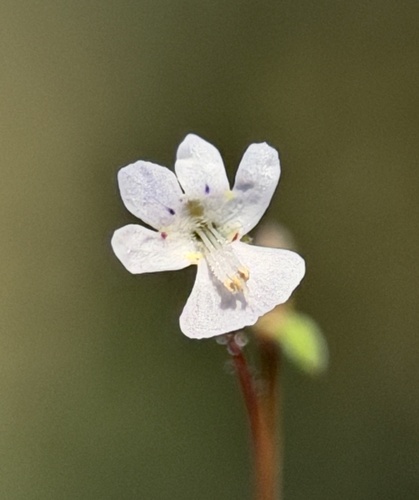 lesser baby innocence (Tonella tenella)