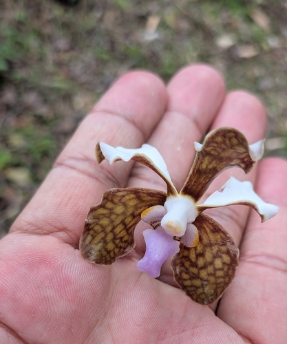 Vanda bicolor, photograph 2