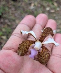 Vanda bicolor, photograph (c) Brodie Cass Talbott, some rights reserved (CC BY)