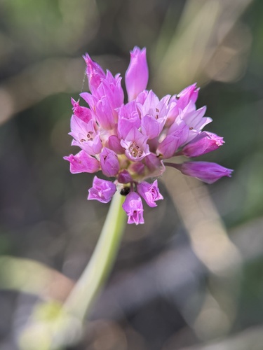 Allium serra, photograph 5