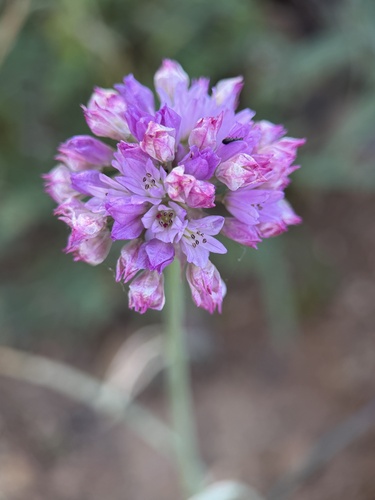 Allium serra, photograph 6
