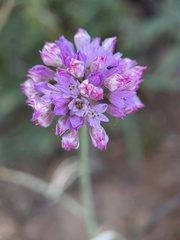 Allium serra, photograph author not stated, no rights reserved