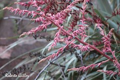 Puya spathacea