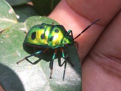 Chrysocoris stollii