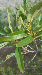 Lyonothamnus floribundus floribundus