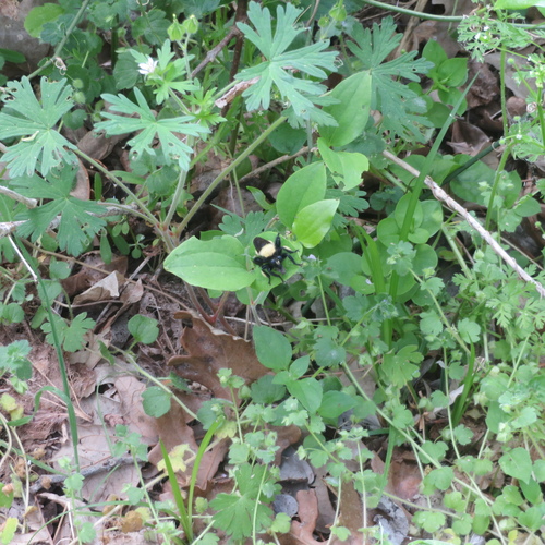 Unknown species found near Dallas, Texas, United States