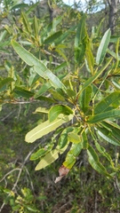Lyonothamnus floribundus floribundus