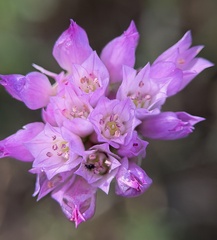 Allium serra, photograph author not stated, no rights reserved