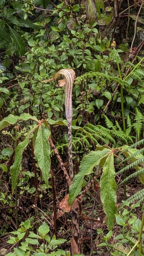 Arisaema nepenthoides, photograph 2