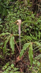 Arisaema nepenthoides, photograph Brodie Cass Talbott, CC BY, iNaturalist via GBIF