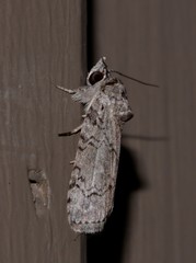 Nycteola polycyma