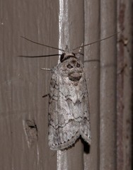 Nycteola polycyma