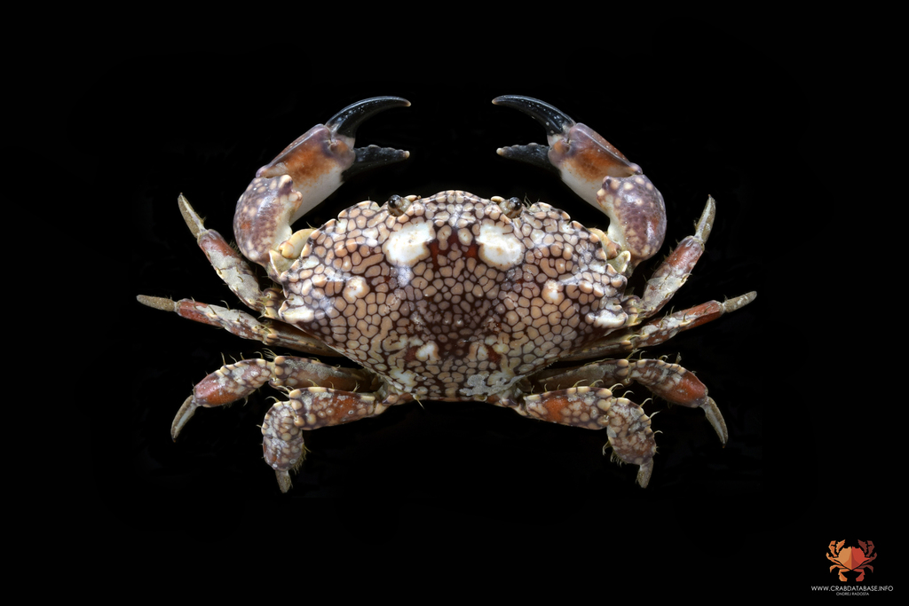 Mosaic Reef Crab