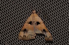 Avatha discolor