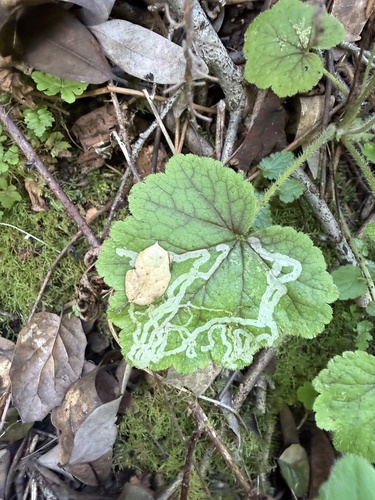 Unknown species found near Anthony Chabot Regional Park, Oakland, CA, US