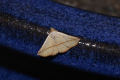 Eublemma perversicolor