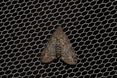 Lophoptera hemithyris