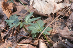 Cardamine angustata