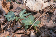 Cardamine angustata