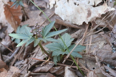 Cardamine angustata