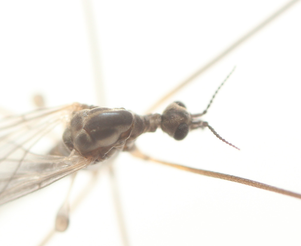Dicranota gracilipes
