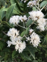 Decaneuropsis gratiosa