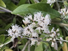 Decaneuropsis gratiosa