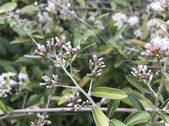 Decaneuropsis gratiosa