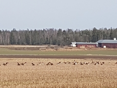 Branta canadensis