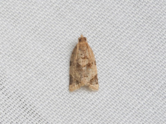 Neocalyptis affinisana