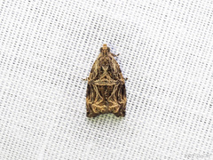 Dactylioglypha pallens