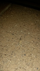 Achyra massalis