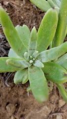 Dudleya virens hassei