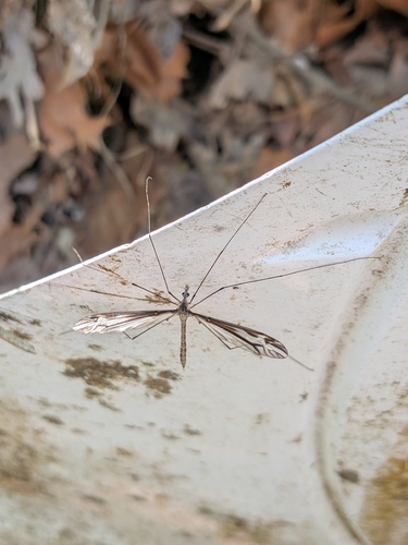 Unknown species found near Rockdale, Atlanta, GA 30318, USA