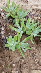 Dudleya virens hassei