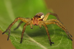 Dolomedes fimbriatus
