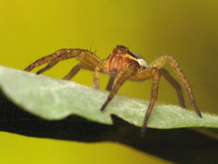 Dolomedes fimbriatus