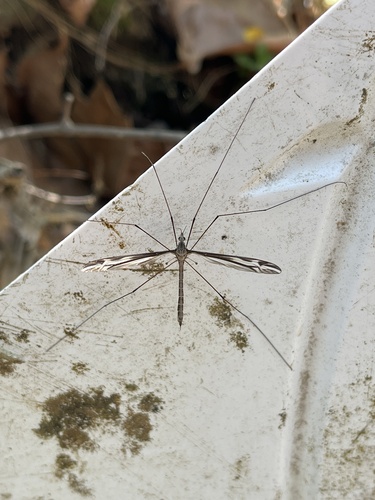 Unknown species found near Perry Blvd NW, Atlanta, GA, US