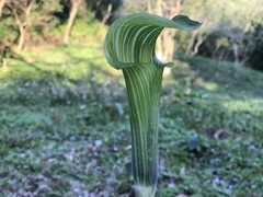 Arisaema serratum