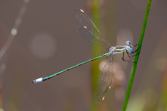 Lestes plagiatus
