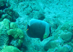 Chaetodon reticulatus