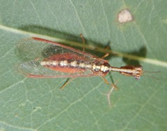 Asperala erythraea